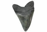 Fossil Megalodon Tooth - South Carolina #239812-2